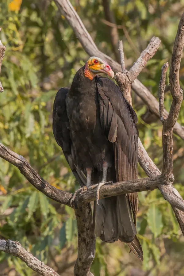 File:Lesser yellow-headed vulture (Cathartes burrovianus).JPG
