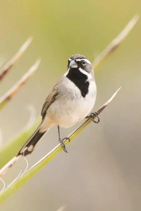 File:Black-throated sparrow (Amphispiza bilineata) (16750828608).jpg
