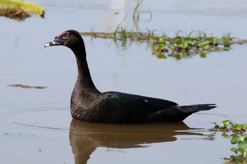 File:Muskovy duck (Cairina moschata).JPG