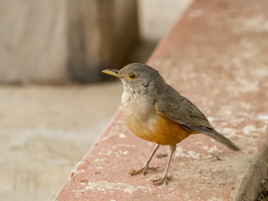 File:Rufous-bellied thrush (Turdus rufiventris).JPG