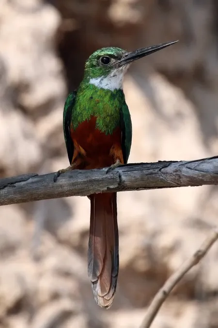 File:Rufous-tailed jacamar (Galbula ruficauda) male 2.JPG