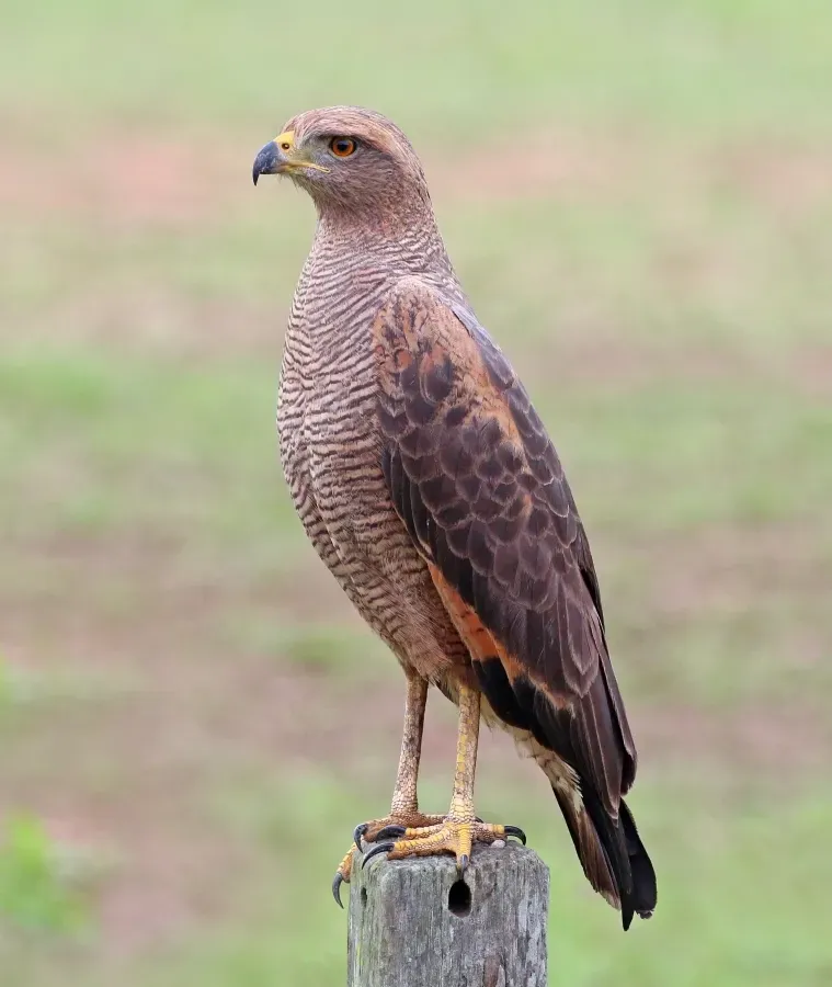 File:Savanna hawk (Buteogallus meridionalis).JPG
