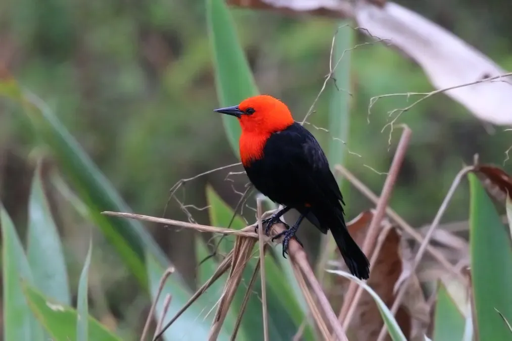 File:Scarlet-headed blackbird (Amblyramphus holosericeus).JPG