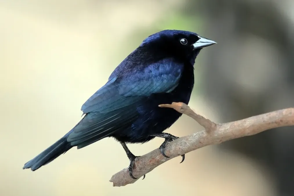File:Shiny cowbird (Molothrus bonariensis) male.JPG