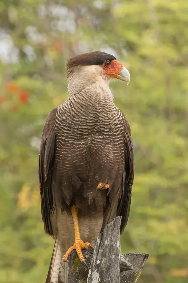 File:Southern crested caracara (Caracara plancus).JPG