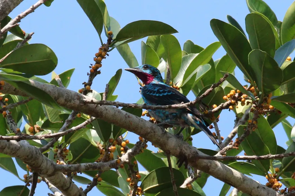 File:Spangled cotinga (Cotinga cayana).JPG