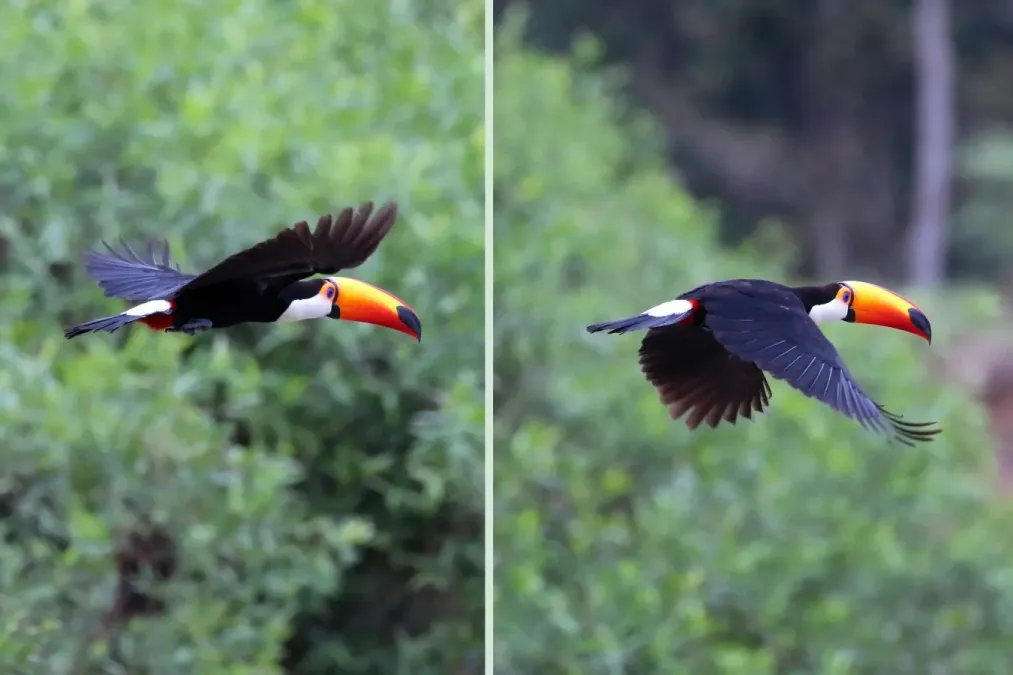 File:Toco toucan (Ramphastos toco) in flight composite.jpg