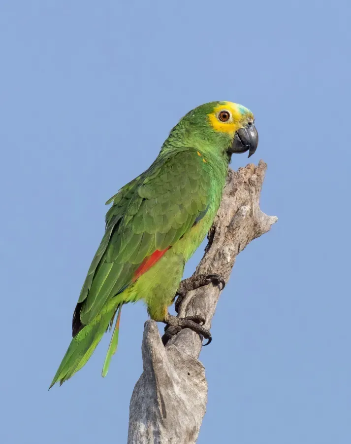 File:Turquoise-fronted amazon (Amazona aestiva) older adult.JPG