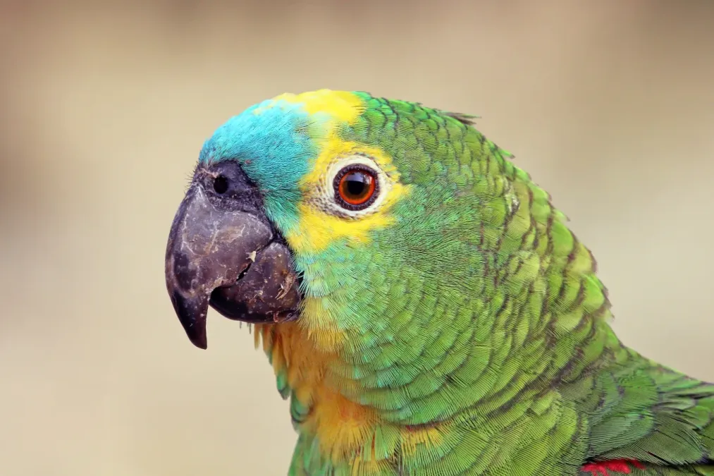 File:Turquoise-fronted amazon (Amazona aestiva) head.JPG