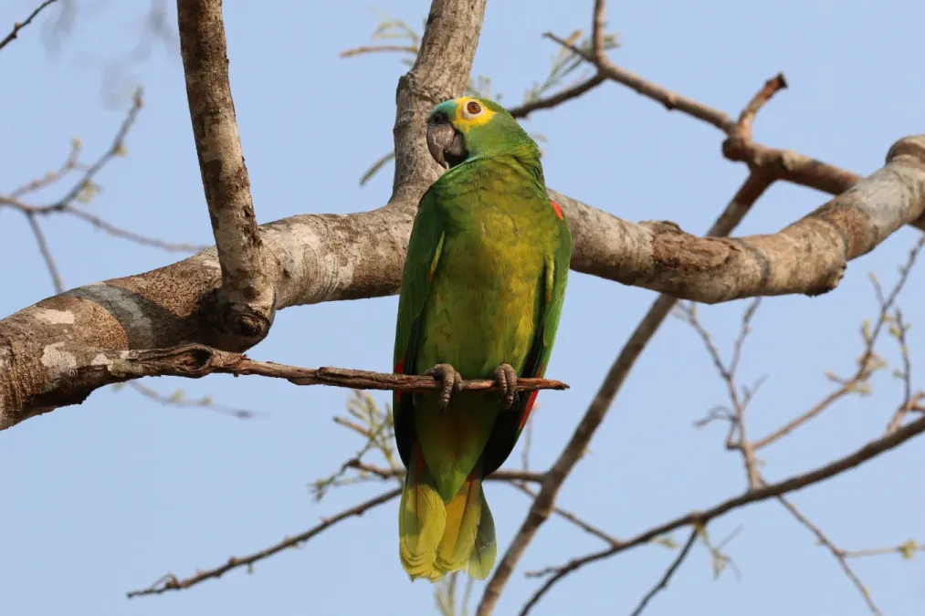 File:Turquoise-fronted amazon (Amazona aestiva) 2.JPG