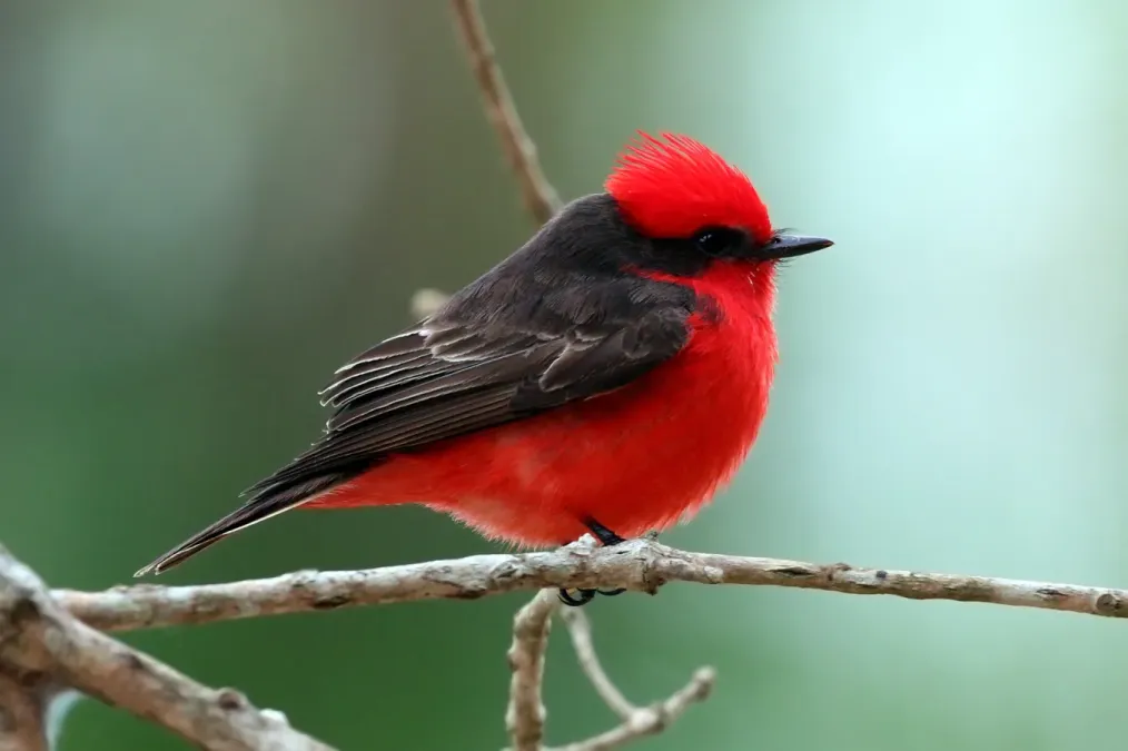 File:Scarlet Flycatcher (Pyrocephalus rubinus) male, Pantanal, Brazil 2.jpg