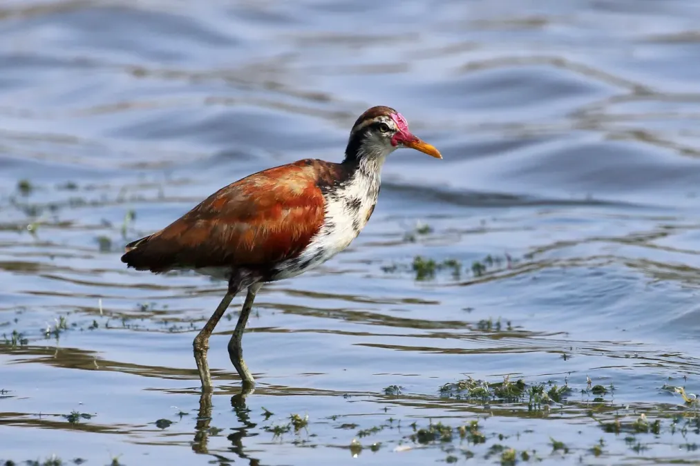 File:Wattled jacana (Jacana jacana) immature.JPG