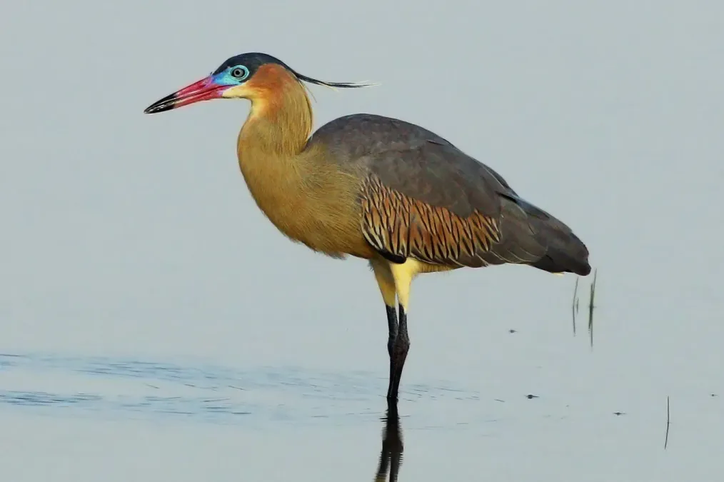 File:Whistling heron (Syrigma sibilatrix).JPG