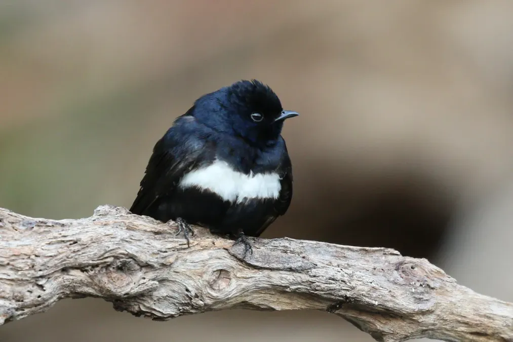 File:White-banded swallow (Atticora fasciata).JPG