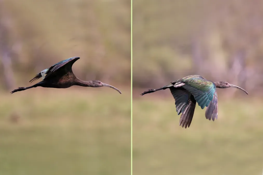 File:White-faced ibis (Plegadis chihi) immature in flight composite.jpg