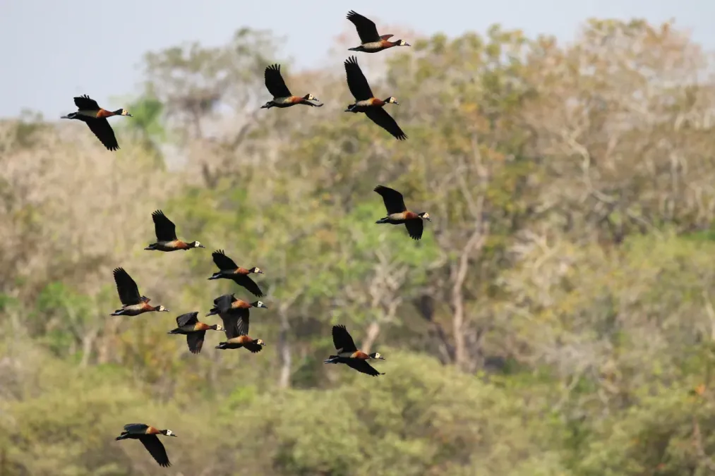 File:White-faced whistling ducks (Dendrocygna viduata) in flight.JPG