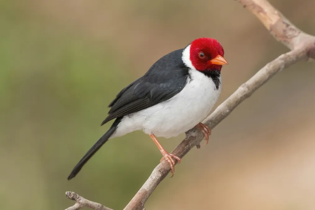 File:Yellow-billed cardinal (Paroaria capitata).JPG