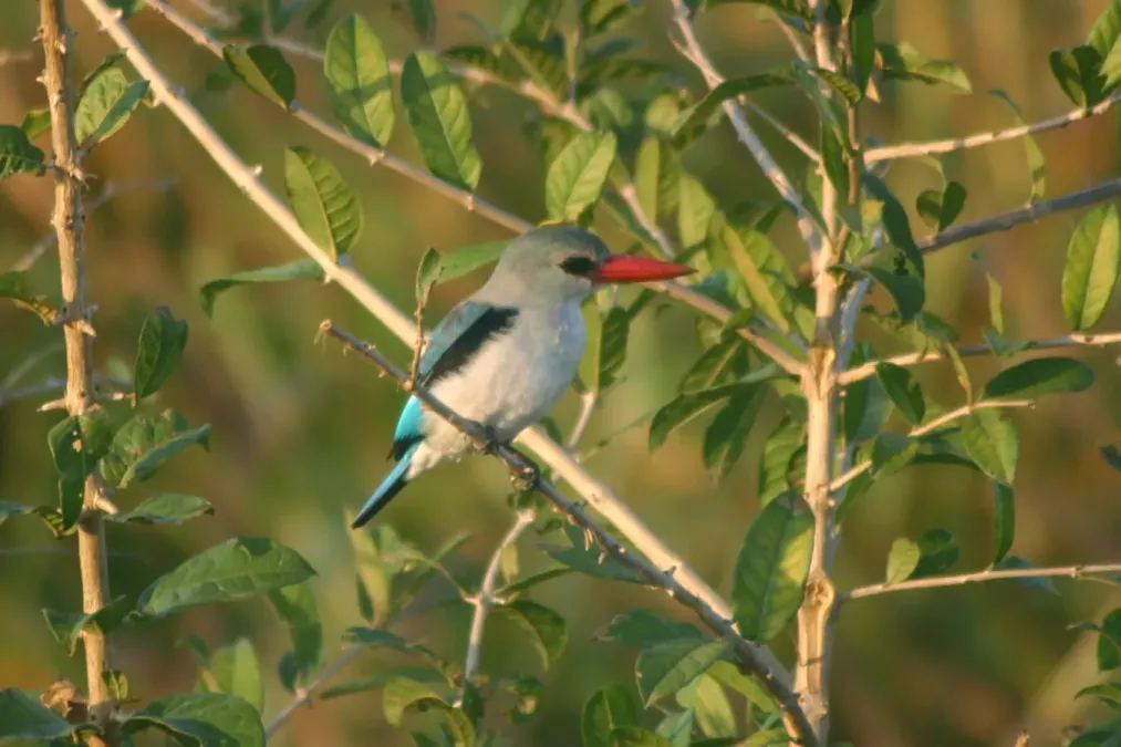 File:Halcyon senegaloides Saadani NP, Tanzania 1.jpg