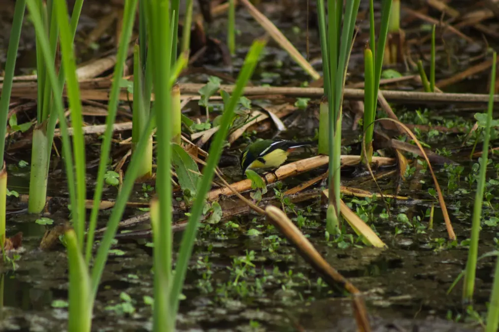 File:Tachuris rubrigastra 5.jpg