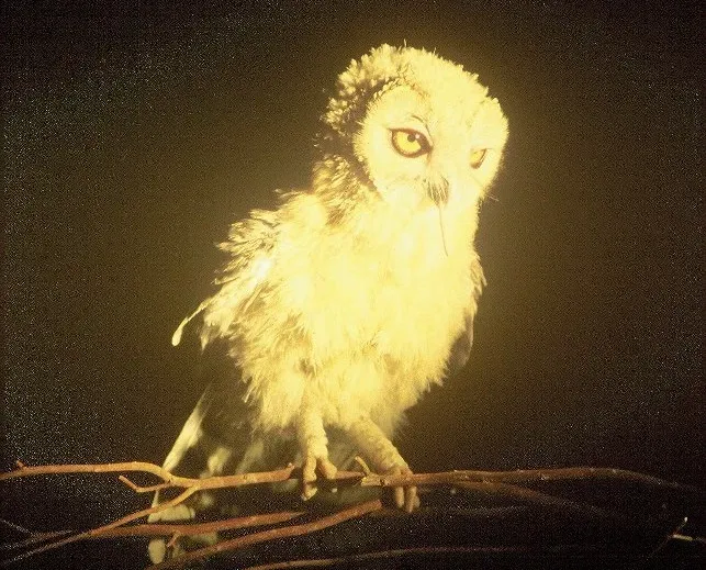 File:PikiWiki Israel 21596 Strix hadorami - Ein Gedi-cropped.jpg