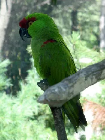 File:Rhynchopsitta pachyrhyncha -Queens Zoo -NY.jpg