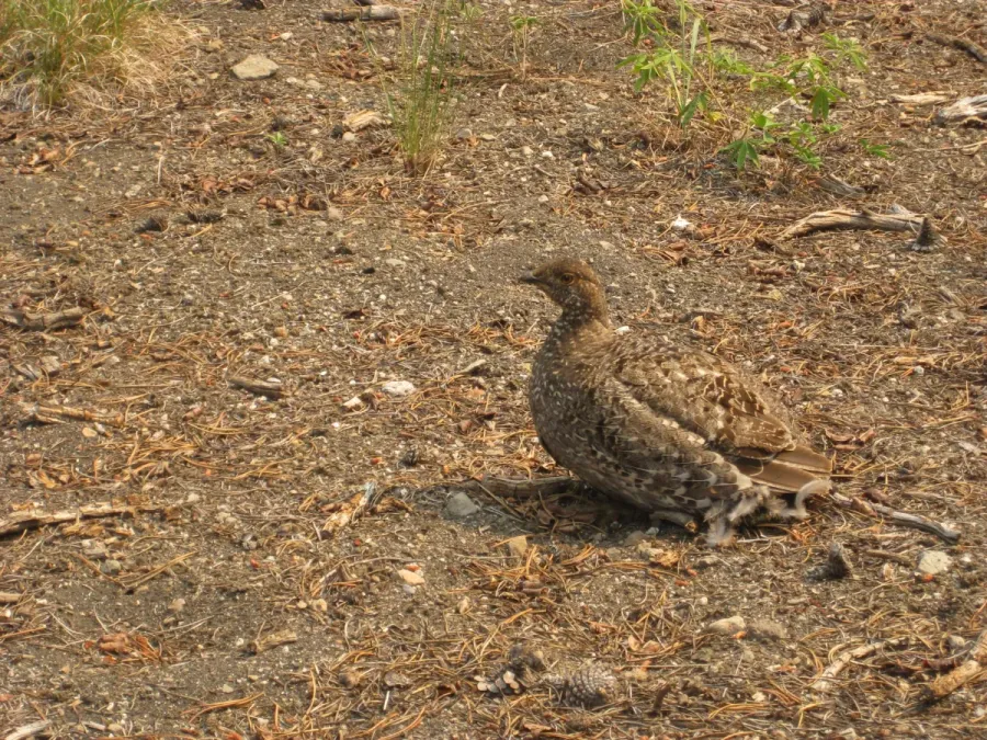 File:Sooty Grouse- Dendragapus fuliginosus (9403830978).jpg