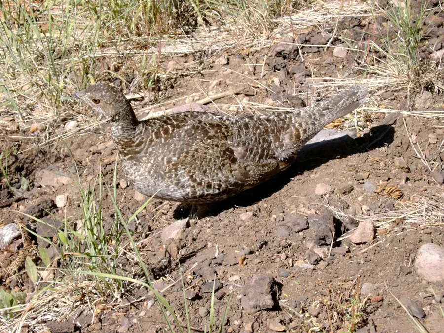 File:Sooty Grouse- Dendragapus fuliginosus (9403816948).jpg