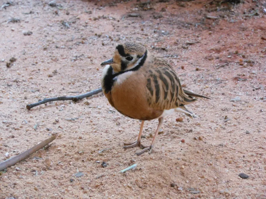 File:Inland dotterel Peltohyas australis.JPG