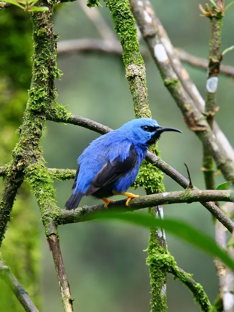 File:Cyanerpes lucidus.jpg