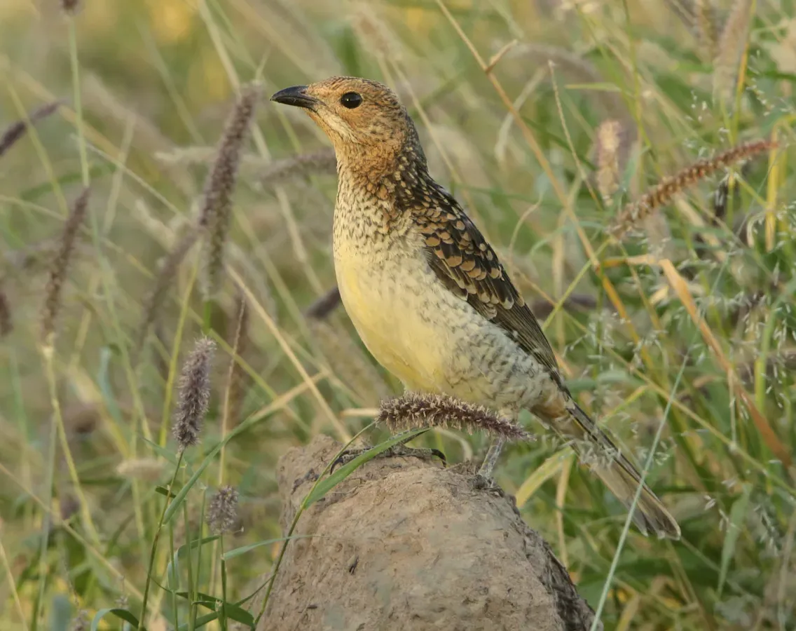 File:Spotted Bowerbird - Chlamydera maculata (cropped).jpg