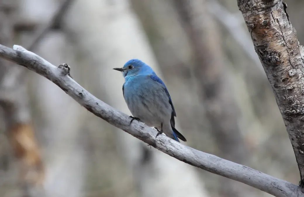 File:Mountain Bluebird (Sialia currucoides) (8732009207).jpg