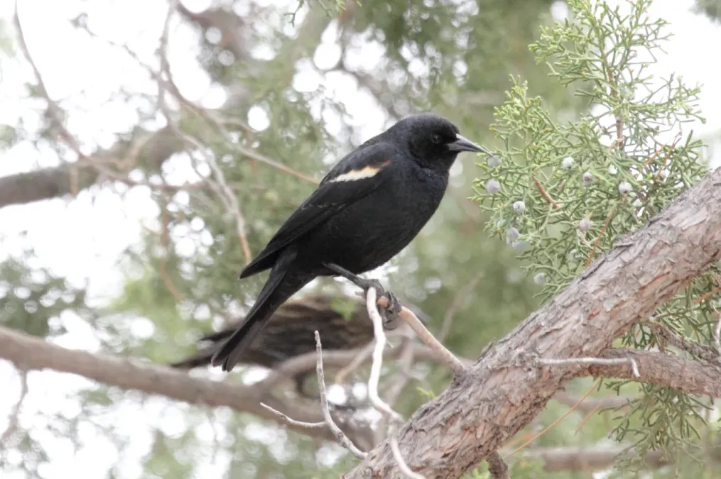 File:Tricolored Blackbird (Agelaius tricolor) (13853852714).jpg