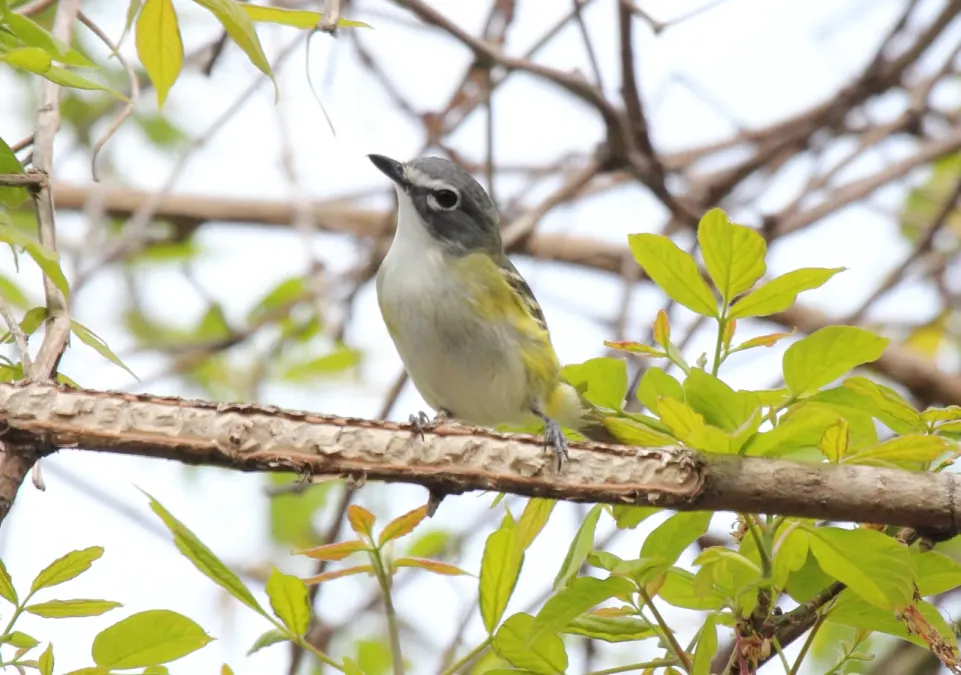 File:Blue-headed Vireo (Vireo solitarius) (15409783091).jpg