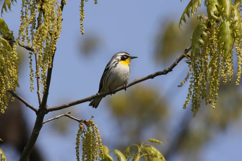 File:Yellow-throated Warbler (Setophaga dominica) (3204314410).jpg