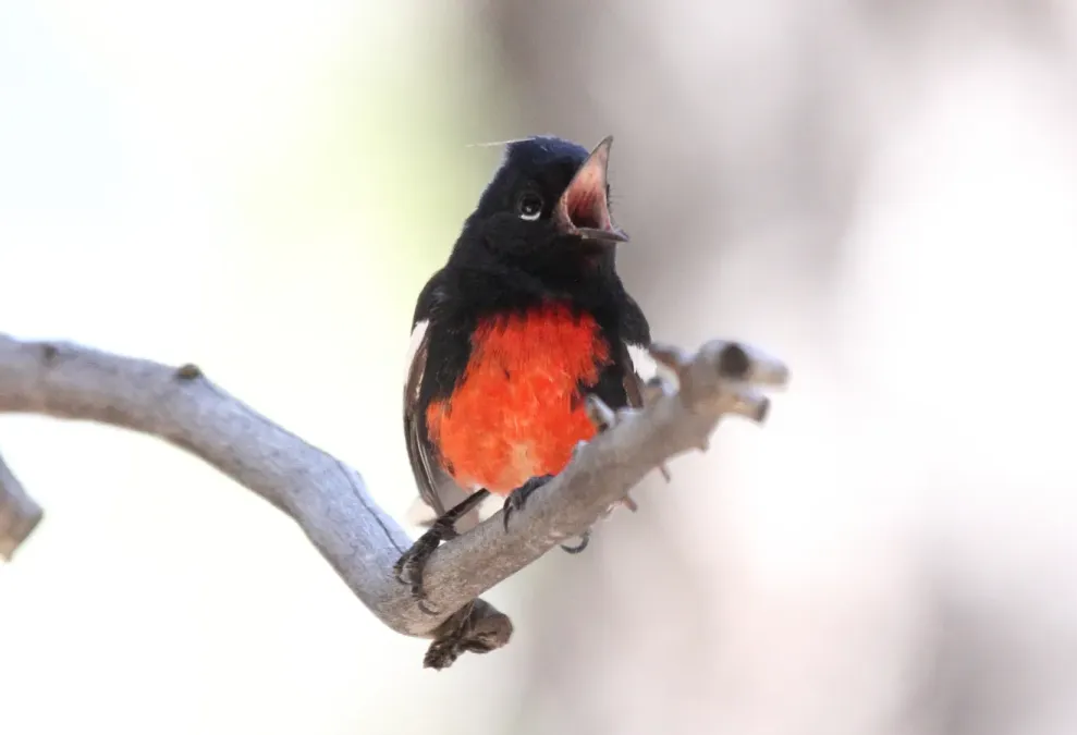 File:Painted Redstart (Myioborus pictus) (13853599303).jpg
