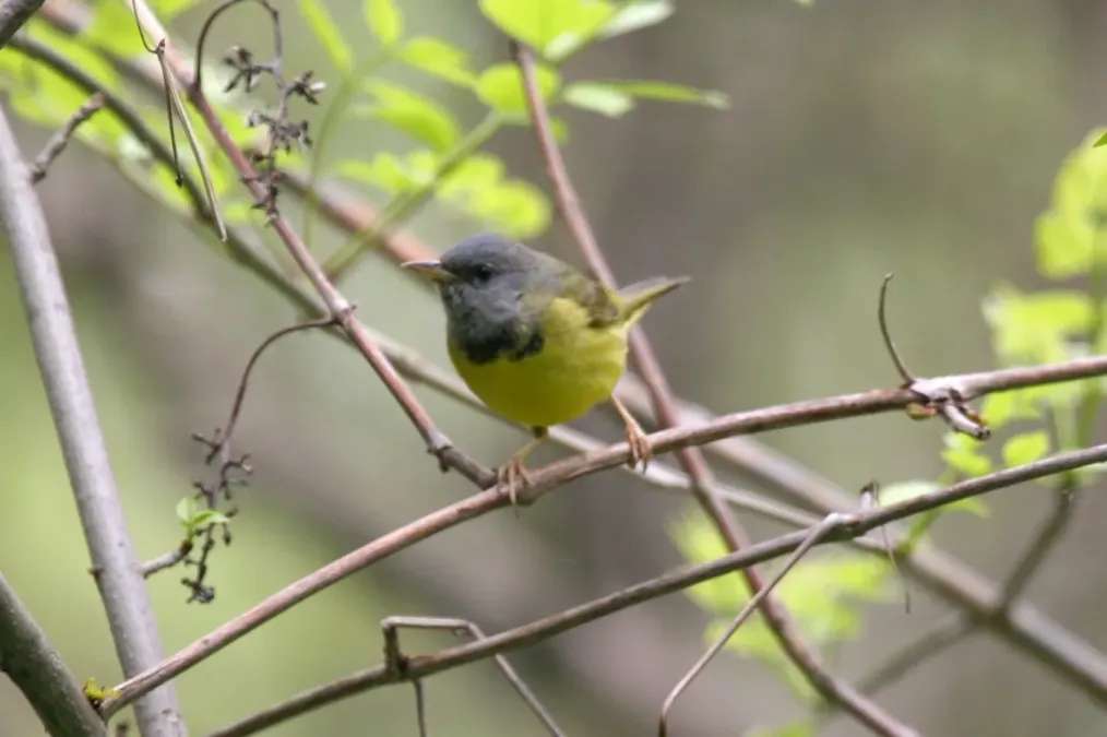File:Mourning Warbler (Geothlypis philadelphia) (8502058570).jpg