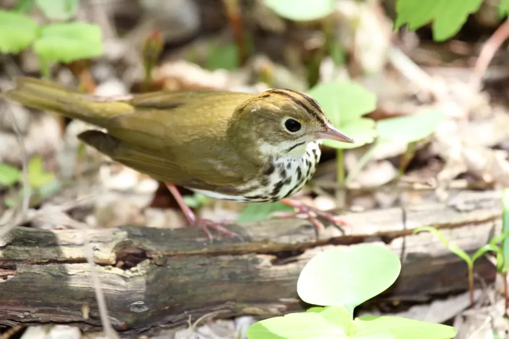 File:Ovenbird (Seiurus aurocapilla) (15226428307).jpg