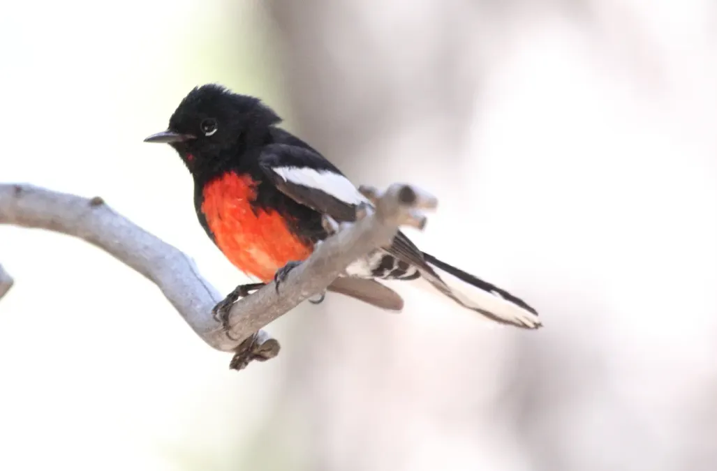 File:Painted Redstart (Myioborus pictus) (13853591213).jpg