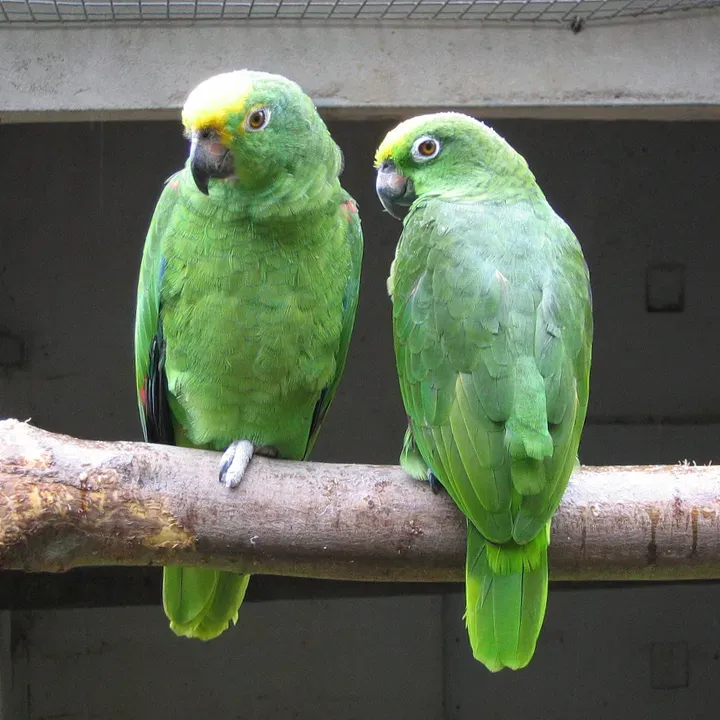 File:Yellow-crowned Amazon (Amazona ochrocephala) -Well Place Zoo-4c.jpg