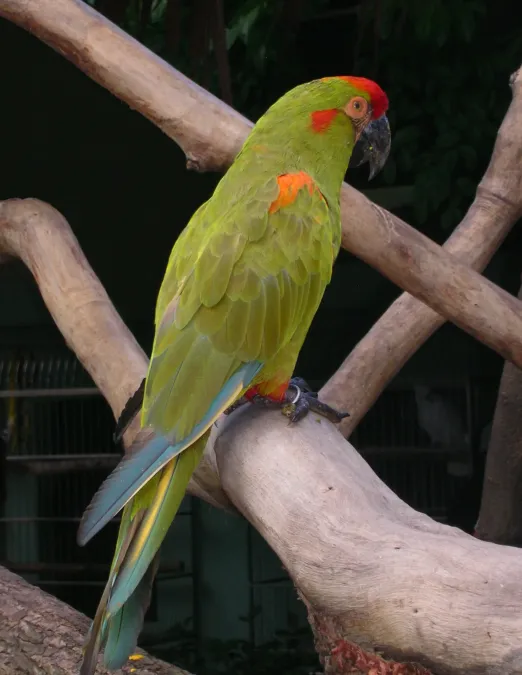 File:Red-fronted Macaw (Ara rubrogenys) -on branch-3cp.jpg