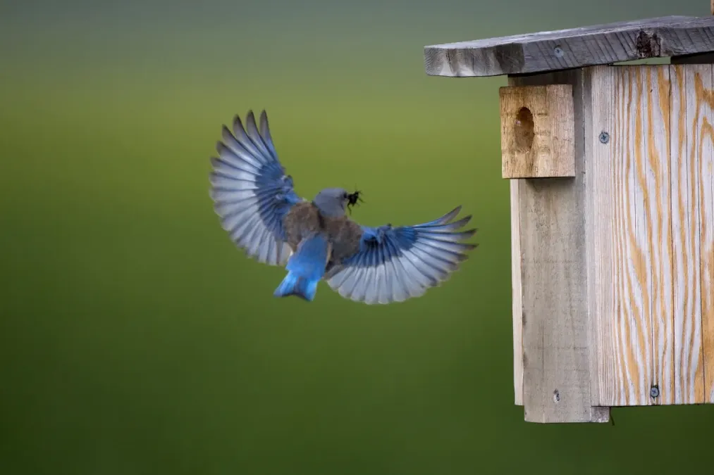 File:Western Bluebird (Sialia mexicana) (2435138583).jpg