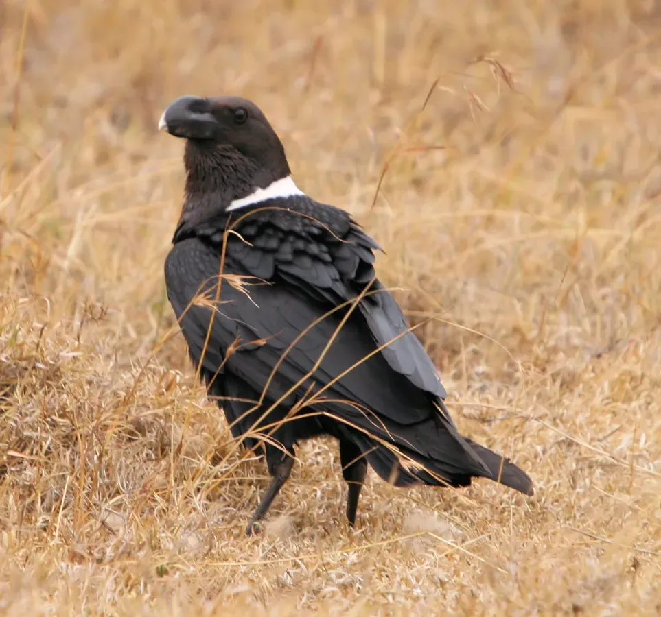 File:Corvus albicollis White-necked Raven.JPG