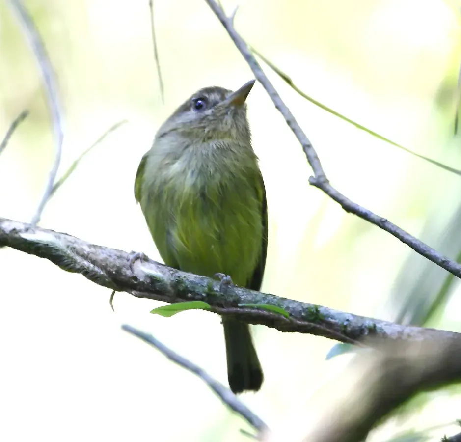 File:Hemitriccus kaempferi - Kaempfer's tody-tyrant.JPG