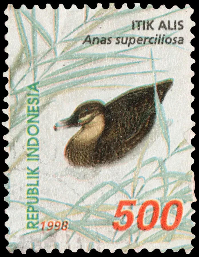 File:Itik alis (Anas superciliosa), 500rp (1998).jpg