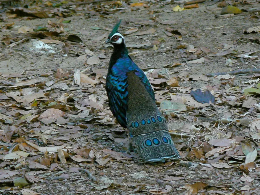 File:Polyplectron napoleonis, St Pauls National Park, Palawan 1.jpg