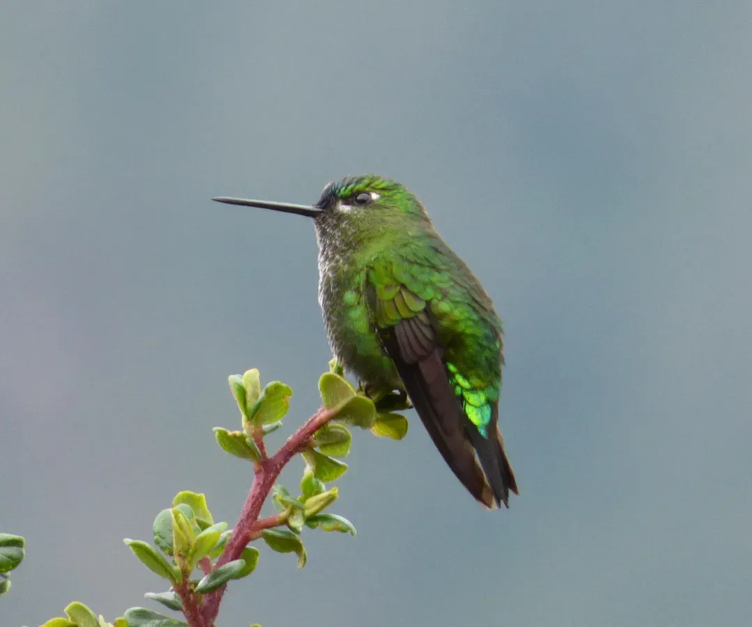 File:Eriocnemis derbyi (Paramero rabihorcado) (15484965256).jpg