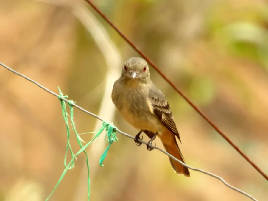 File:Knipolegus poecilurus (Atrapamoscas ojirrojo) (14025503194).jpg