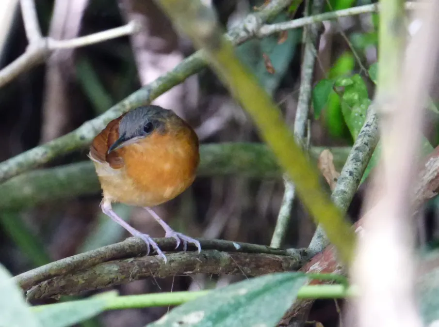 File:Myrmeciza longipes (Hormiguero pechiblanco) - Hembra (14412970850).jpg
