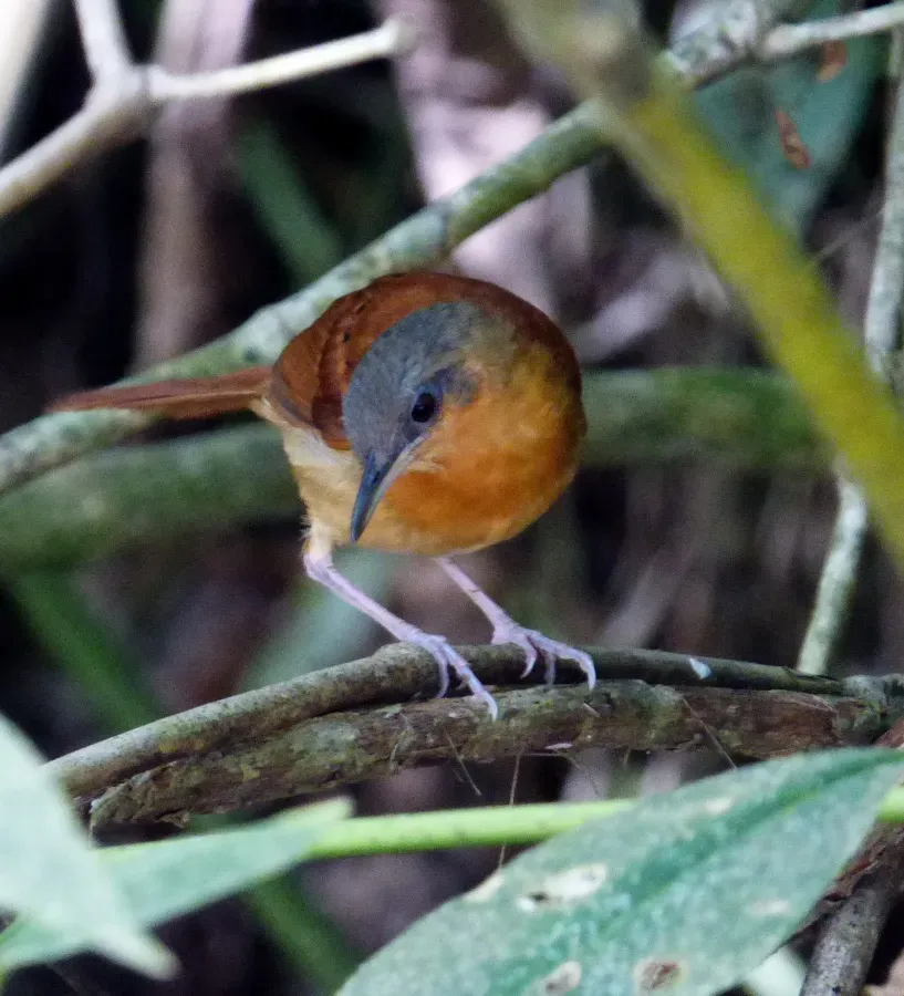 File:Myrmeciza longipes (Hormiguero pechiblanco) - Hembra (14412968390).jpg