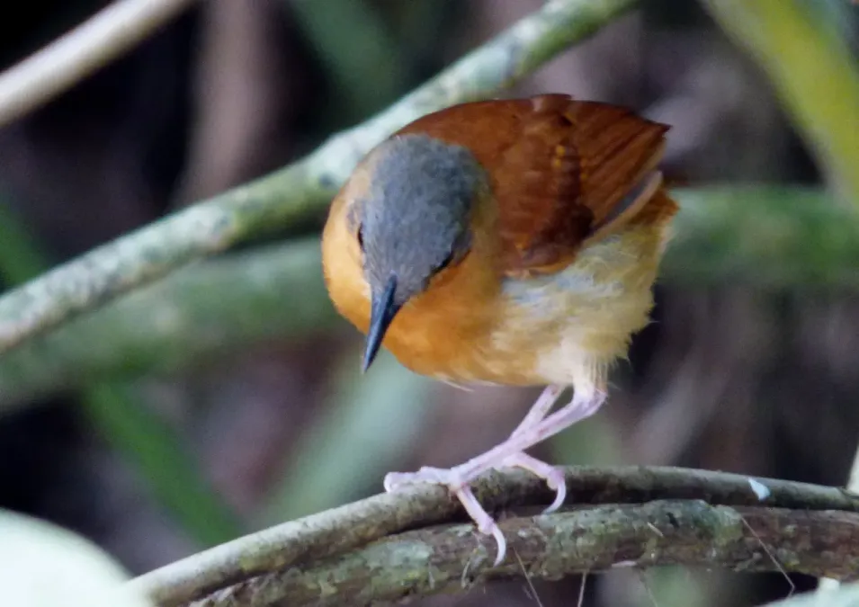 File:Myrmeciza longipes (Hormiguero pechiblanco) - Hembra (14413185137).jpg